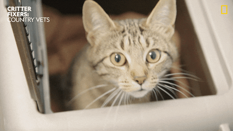 National Geographic Reaction GIF by Nat Geo Wild