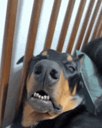 Tired Dog GIF