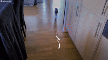 Funny Cat GIF by The Dodo