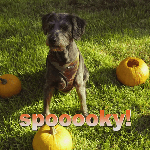 spooky dog