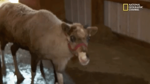 the incredible dr pol season 12 episode 6 GIF by Nat Geo Wild 