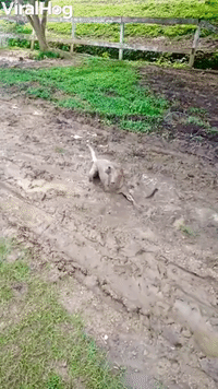 Viola the Dog Playing in the Mud Looks Like a Pig