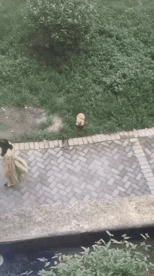 cuteanimalland giphyupload GIF