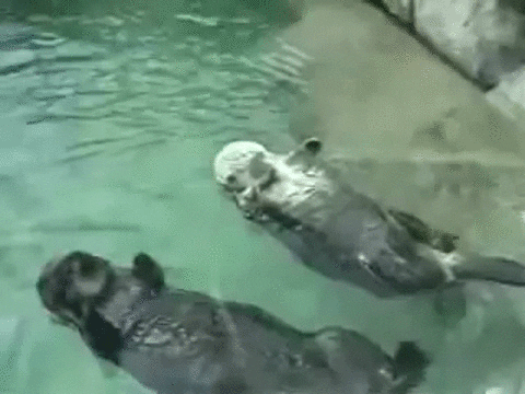 sea hands GIF