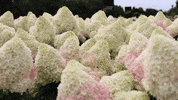 livingcreations flowers bloom blooming hortensia GIF