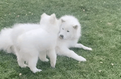 Dogs Wrestle GIF by Kush Queen Shop