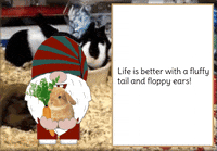 Bunny Rabbit Gnome GIF