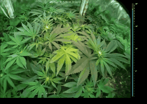 marijuana GIF