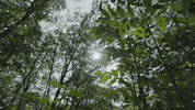 forest trees GIF by Northwood Church