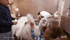 usa network television GIF by Chrisley Knows Best