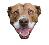 Dexter Redbearddogtraining Sticker by Red Beard