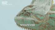 National Geographic Reaction GIF by Nat Geo Wild