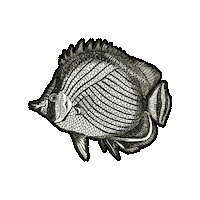 Marine Biology Ocean Sticker by The Wild Curiosity