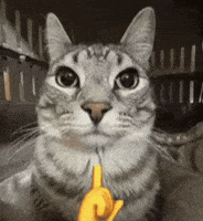 Sigma Cat Boy GIF by Bashar