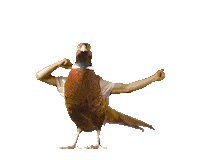 Dance Dancing Sticker by Zlatý Bažant