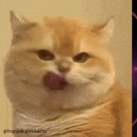 Cute Cat GIF