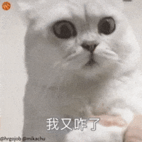 Cute Cat GIF