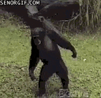 walking wanting GIF by Cheezburger