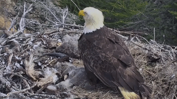Santa Cruz Island Earthquake Startles Bald Eagle and Chicks