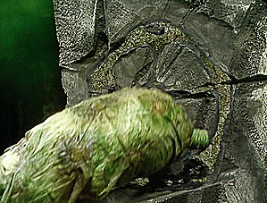 kateward66d3 giphyupload GIF