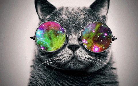 cat space GIF