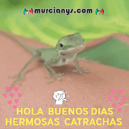 Buenos Dias Paz GIF by Murcianys LLC