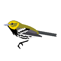 Bird May Sticker