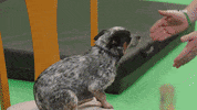 Action Bronson Lol GIF by #ActionAliens