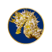 Scuba Diving Sticker by Manta Diving Lanzarote