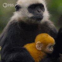 Animal Baby GIF by Nature on PBS