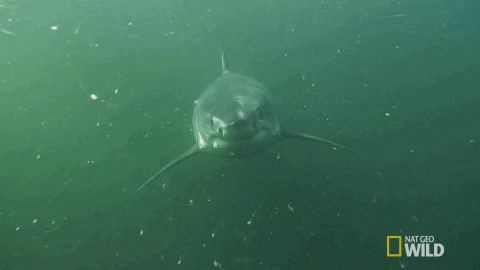 sharks GIF by Nat Geo Wild