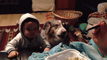 GIF by Petland Brasil
