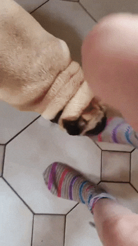 Pug Bite GIF