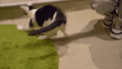 Cat Cafe GIF by Wired Productions