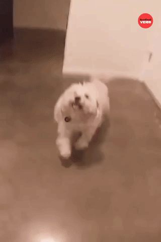 Happy Dog Says Hello