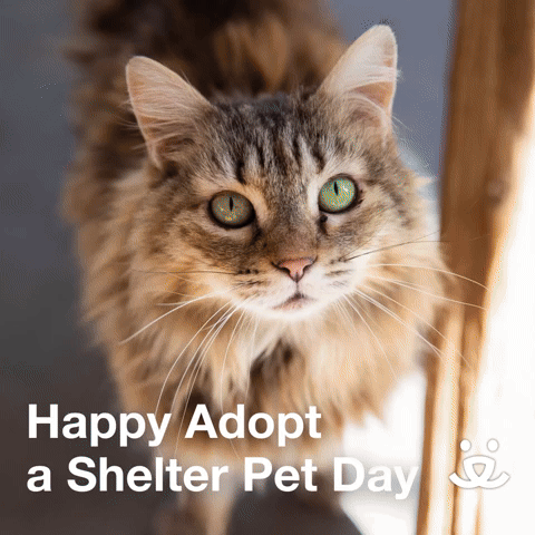 Happy Adopt a Shelter Pet Day