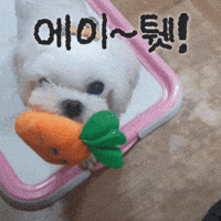 Puppy GIF