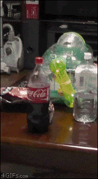 hamster waiting GIF