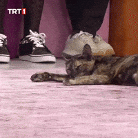 Tired Cat GIF by TRT