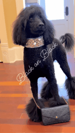 CelebrityPets giphygifmaker poodles therapy dog standard poodle GIF
