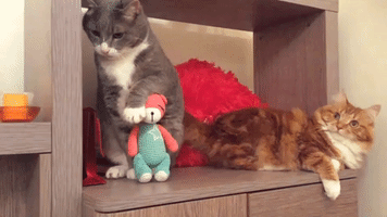 Cat Sulks After Quarrel With Furry Pal
