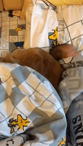 Protective Pup Snuggles Up Beside Sleeping Baby