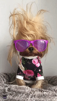 Pooch Manages to Stay Cool in Hair Raising Situation