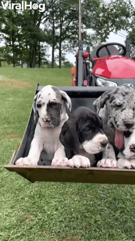 A Tractor Bucket Full of Great Dane Pups