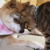 Shiba Inu Cats GIF