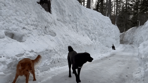 Snow Dogs GIF by Storyful