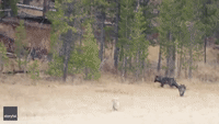 'I'm Shaking': Montana Woman Spots Pack of Wolves in Yellowstone