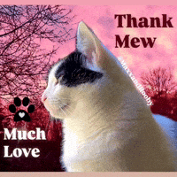 Cat Love GIF