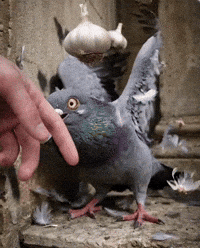 Mumbai Jain GIF by HackerMarathi.IN