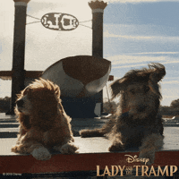 Feels Lady And The Tramp GIF by Walt Disney Studios